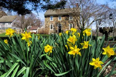 Daffodils and the Stone Home