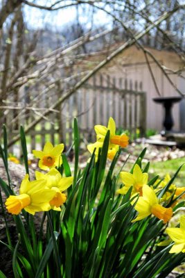 Spring Daffodils Along the Fenceline