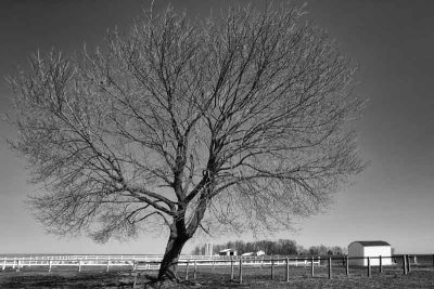 The Circle of Life in Amish Country