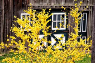 Forsythia in Bloom!