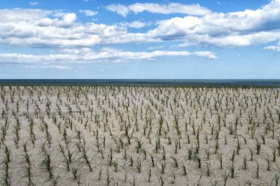 Dune Vegetation #1