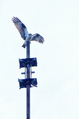 Our Sea Isle Osprey #3