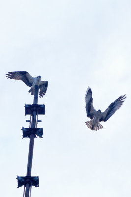 Our Sea Isle Osprey #2