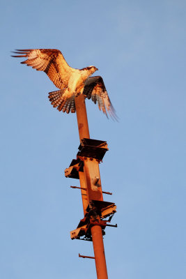 Morning Osprey