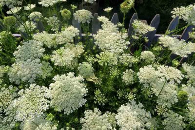 Queen Anne's Lace Explosion