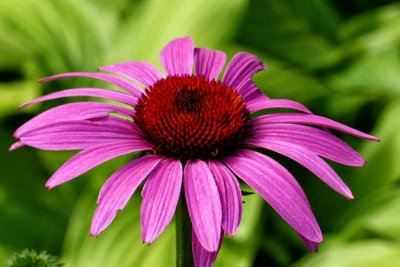 Coneflower Crown