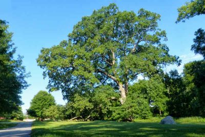 The Majestic Penn Oak at Springton Manor