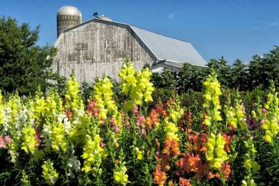 Fresh Flowers and an Amish Barn