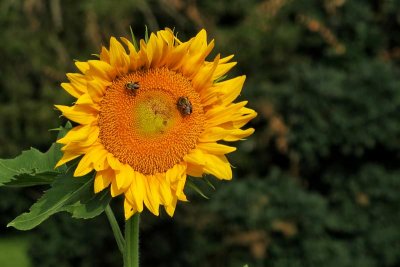 Sunflower Season #1