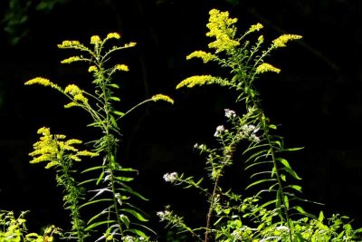 Creek-side Flowers in Early Fall