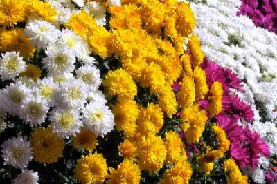 The Season For Mums