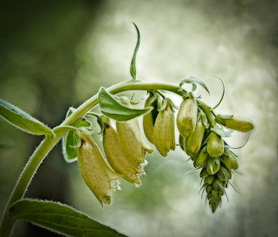 Foxglove