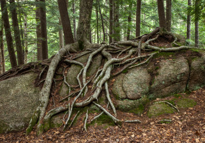 Tree roots growing over bedrock