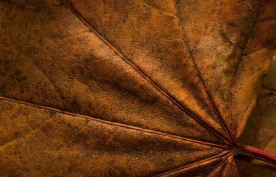 Texture of the Maple Leaf