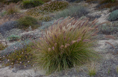 California Grasses 8694