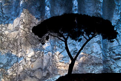 12-_MG_3455-umbrella pine and marble.jpg