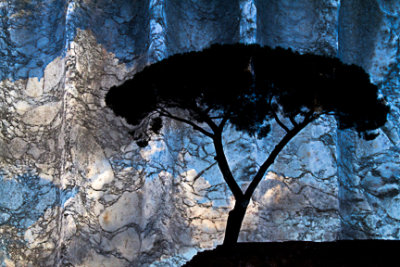 12-_MG_3455-umbrella pine and marble.jpg