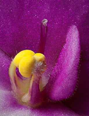 57-_MG_1241-focus stacking-23-2.jpg