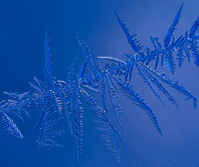 67-_MG_3051-blue frost.jpg