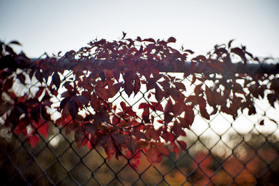 Crown Of Thorns