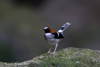 Chestnut-naped Forktail