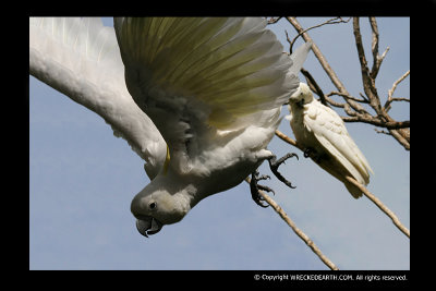 garden_birds