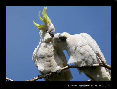 PARROTS