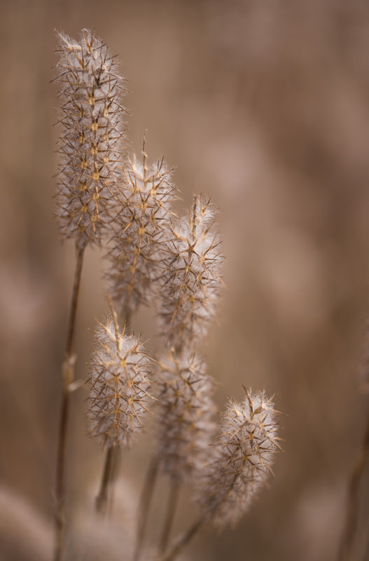 Fluffy Spikey - Mulligans Flat