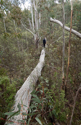 Walk 1 - Luis takes log highway to Labyrinth rocks