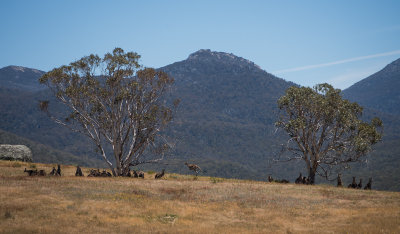 Kangaroos at Gudgenby with Mt Burbidge and Mt Kelly