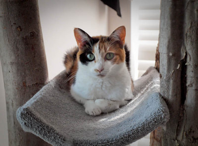 Gracie on the Cat Tree