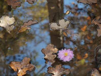 Floating Flower