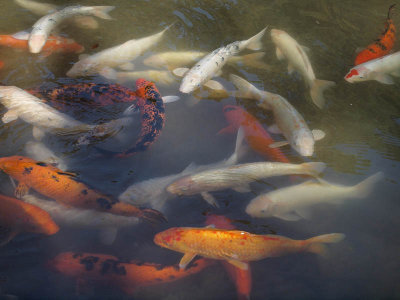 Fish