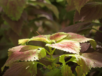 Coleus