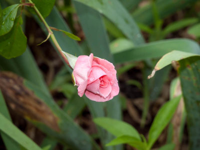 Rose Bud