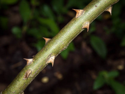 Thorns