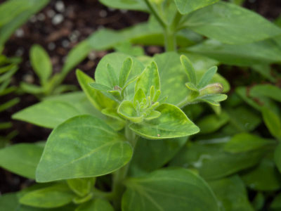 Leaves