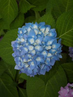 Hydrangea