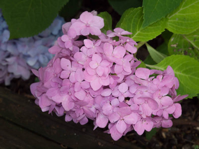 Hydrangea