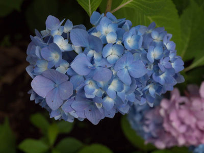 Hydrangea