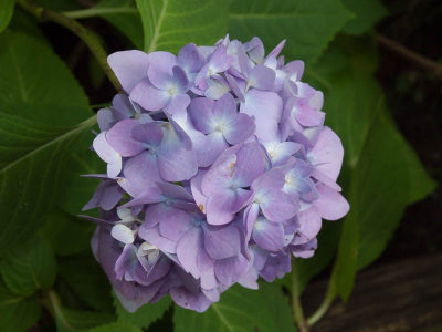 Hydrangea
