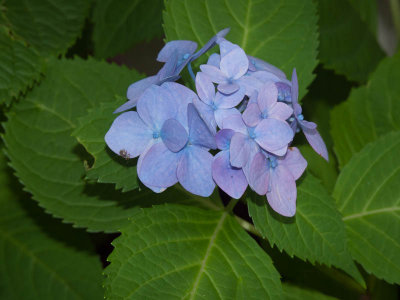 Hydrangea