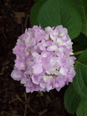 Hydrangea