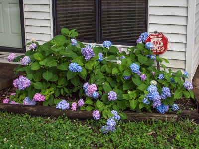 Hydrangea
