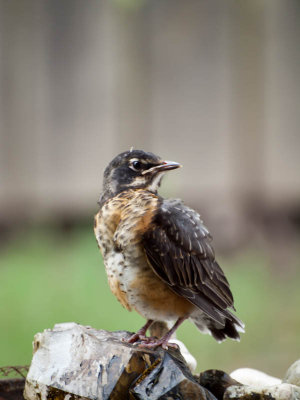 Robin Chick