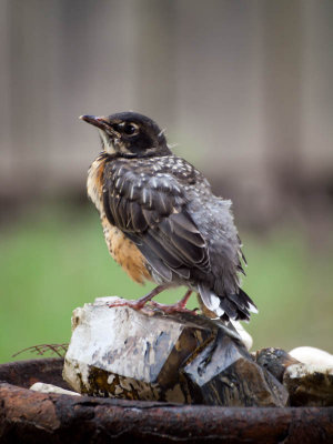 Robin Chick