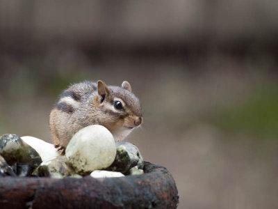 Chipmunk