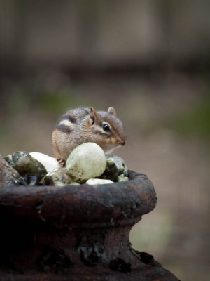 Chipmunk