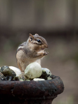 Chipmunk