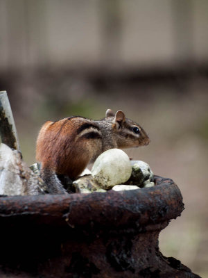 Chipmunk